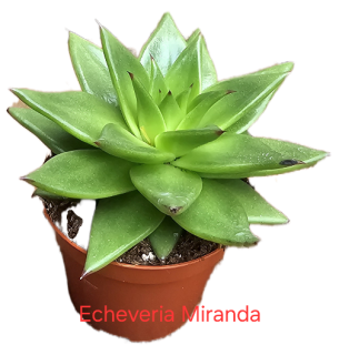 Echeveria Miranda