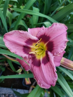 Denivka Purple bicolor