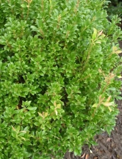 Pieris japonský minor
