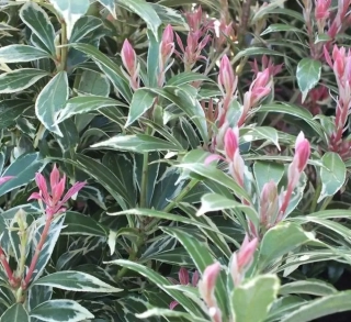 Pieris japonský Ralto