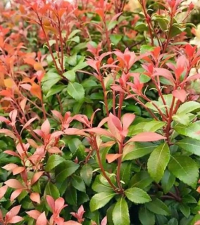 Pieris japonský Little healt green