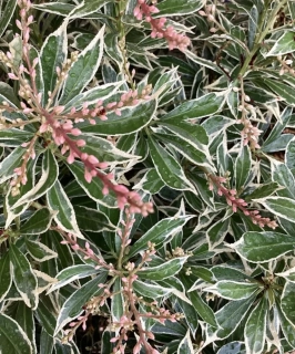 Pieris japonský Little healt