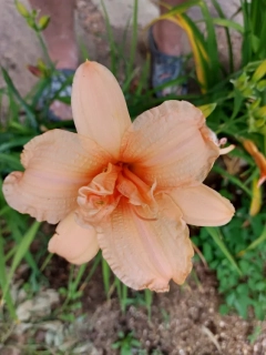 Denivka Sawanah sunburst
