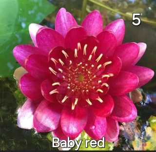 Leknín Baby red