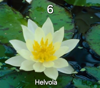 Leknín Helvola