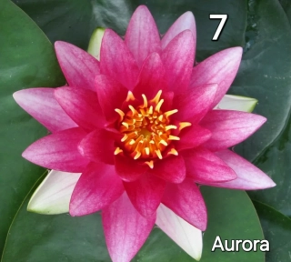 Leknín Aurora
