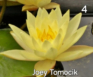 Leknín Joey tomocik