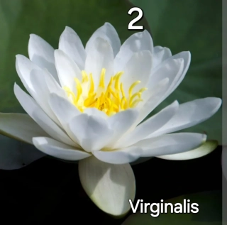 Leknín Virginalis