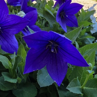 Boubelík Astra blue