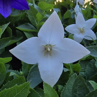 Boubelík Astra white