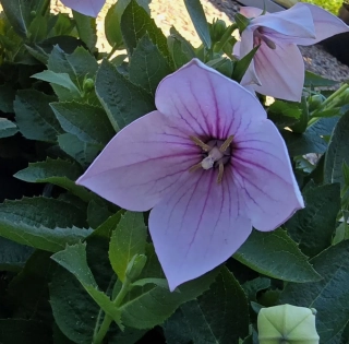 Boubelík Astra pink