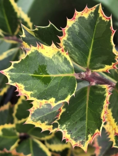 Cesmína ostrolistá Rubricaulis aurea