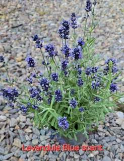 Levandule Blue scent