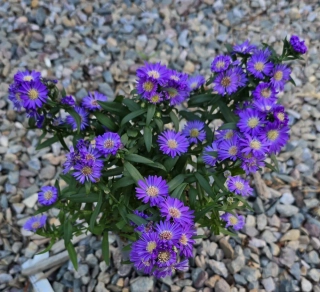 Hvězdnice křovitá Violeta