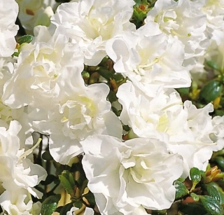 Azalka Schneeperle