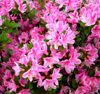 Azalka Kermesina rose