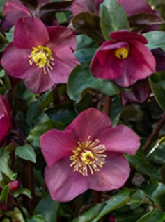 Čemeřice Halcyon early dark red