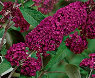 Komule Davidova Royal red