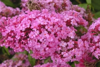 Komule Davidova Pink delight