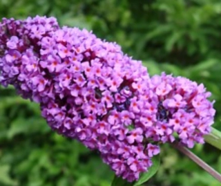 Komule Davidova Border beauty