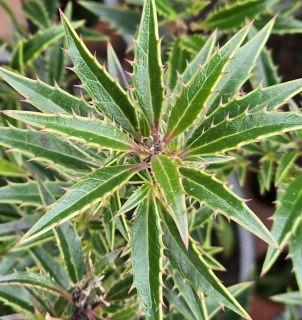 Cesmína ostrolistá Myrtifolia