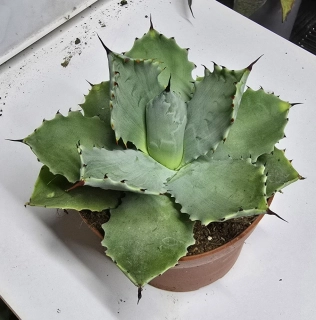 Agave potatorum
