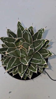 Agave victoria reginae