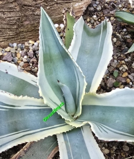 Agave Ivory curls