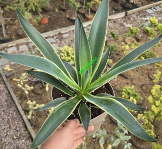 Agave desmetica Variegata