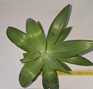 Agave atenuata