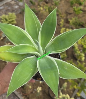 Agave attenuata variegata