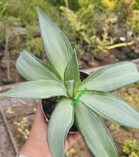 Agave desmetiana silver star