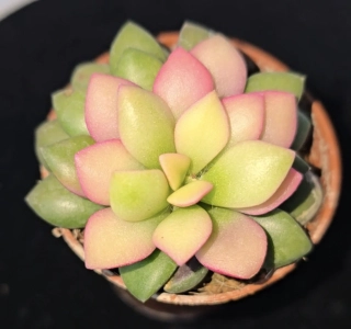 Anacampseros rufescens Sunrise