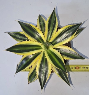 Agave lophantha Quadricolor