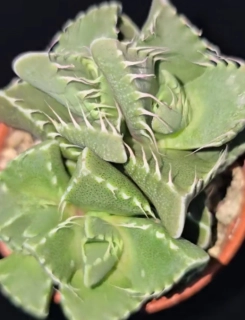 Faucaria
