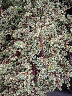 Skalník vodorovný Variegata