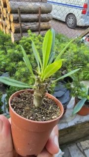 Madagaskarská palma