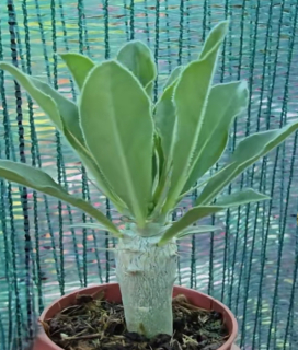 Pachypodium Saundersii