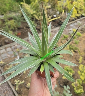 Agave Filifera