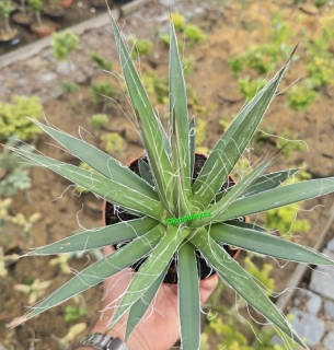 Agave macroacantha