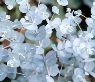Eucalyptus gunnii Blue ice