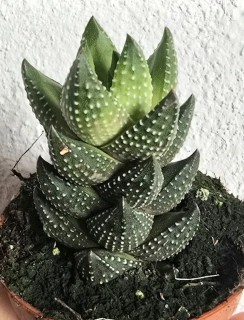 Haworthia reinwardtii