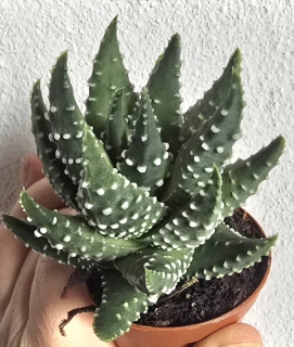 Haworthia margaritifera