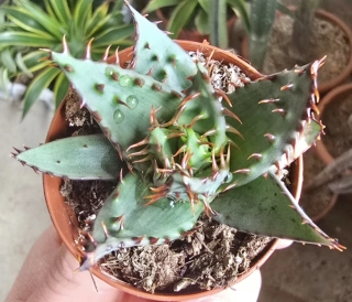 Aloe erinacea