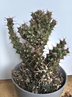 Euphorbia lenewtonii
