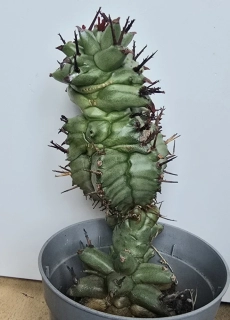 Euphorbia horrida monstruosa