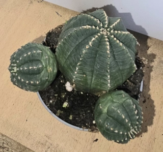 Euphorbia infausta