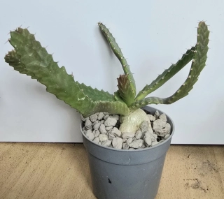 Euphorbia stellata