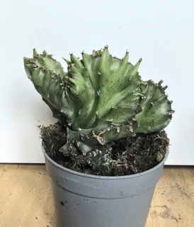 Euphorbia lactea cristata
