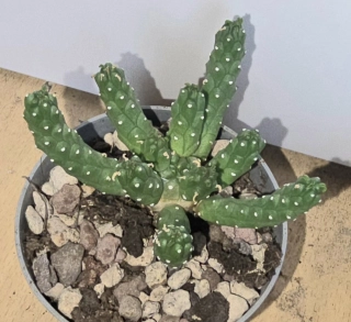 Euphorbia inermis